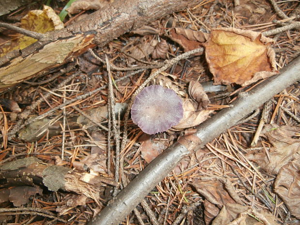 lakovka amestystová Laccaria amethystina (Huds.) Cooke