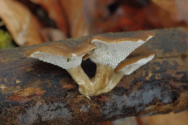 trúdnik plástovitý Lentinus arcularius (Batsch) Zmitr.