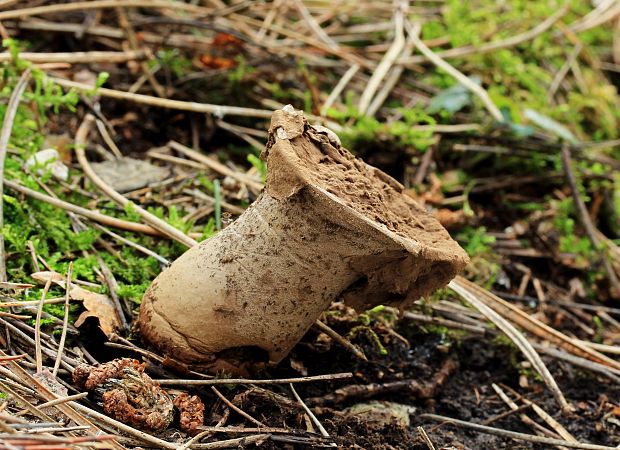 rozpadavec stopkatý Lycoperdon excipuliforme (Scop.) Pers.