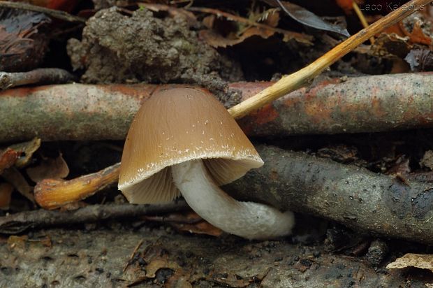 drobuľka Psathyrella sp.