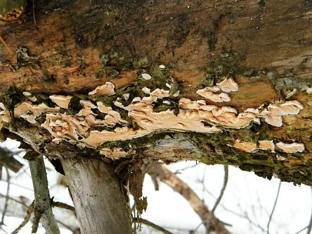 kostrovka beztvárna Skeletocutis amorpha (Fr.) Kotl. & Pouzar