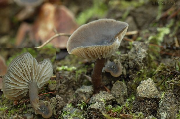 sivolupeňovka Tephrocybe sp.