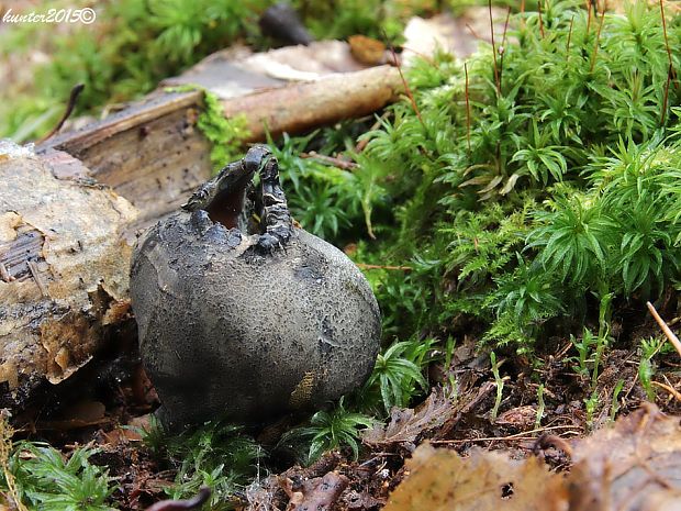 urnička kráterovitá Urnula craterium (Schwein.) Fr.