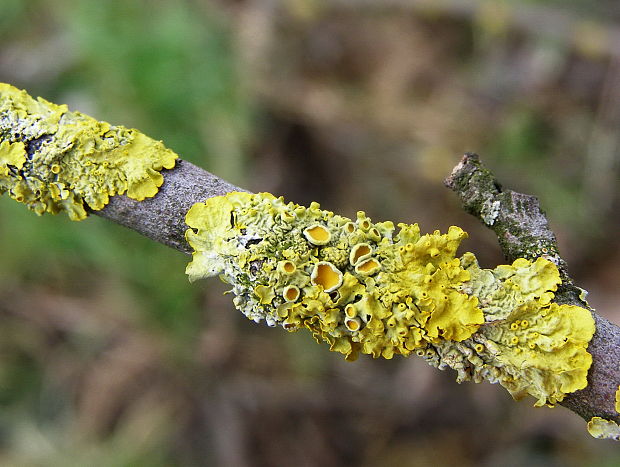 diskovník múrový Xanthoria parietina var. parietina