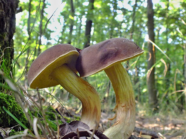 suchohríb Xerocomus sp.