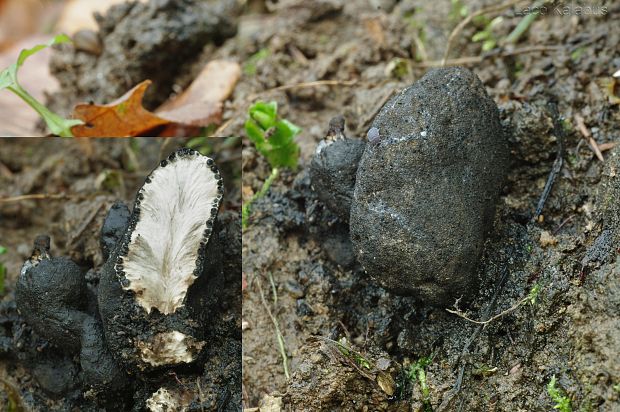 drevnatec Xylaria sp.