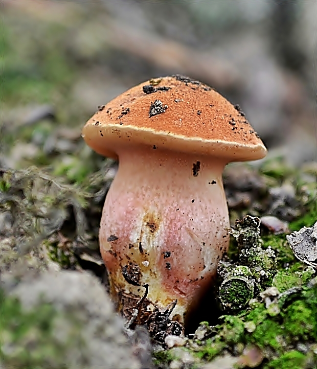 rubínovec obyčajný Chalciporus rubinus (W.G. Sm.) Singer