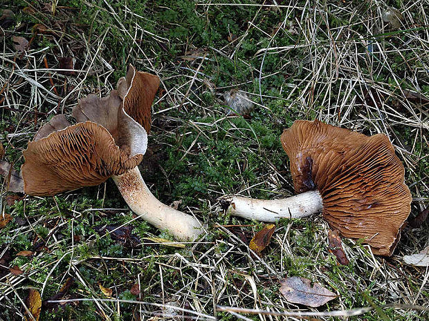 pavučinovec modropavučinový Cortinarius azureovelatus P.D. Orton