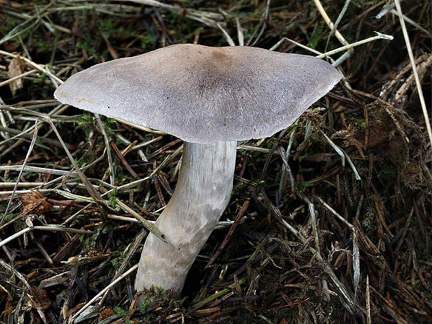 pavučinovec modropavučinový Cortinarius azureovelatus P.D. Orton