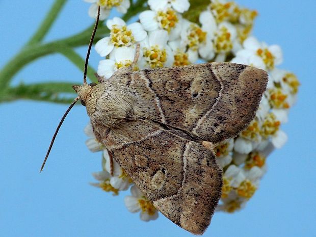 sivkavec javorový (sk) / blýskavka dravá (cz) Cosmia trapezina Linnaeus, 1758