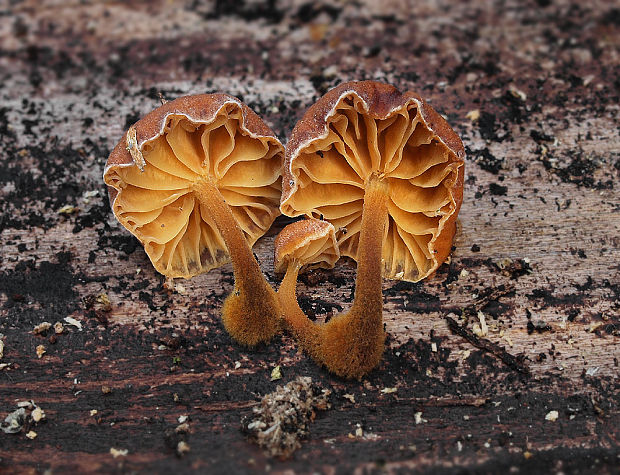 plamienka Flammulina sp.