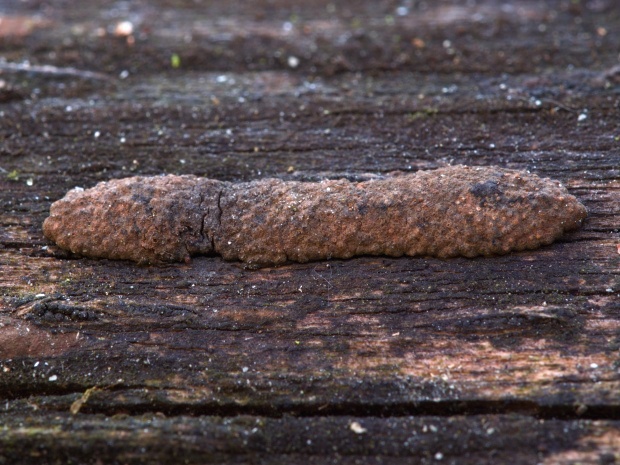 drevovček Hypoxylon sp.