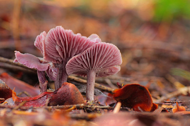 lakovka ametystová Laccaria amethystina (Huds.) Cooke