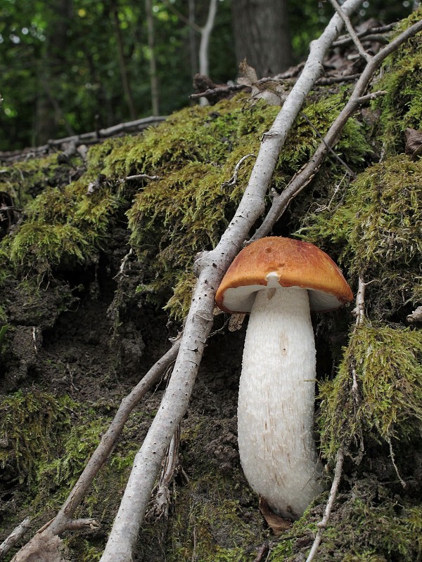 kozák osikový Leccinum albostipitatum den Bakker & Noordel.