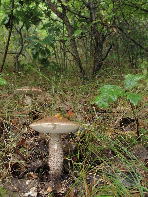 kozák topoľový Leccinum duriusculum (Schulzer ex Kalchbr.) Singer