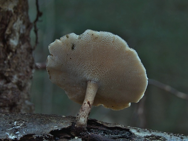 trúdnik zimný Lentinus brumalis (Pers.) Zmitr.