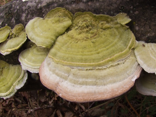 trúdnikovec chlpatý Trametes hirsuta (Wulfen) Lloyd