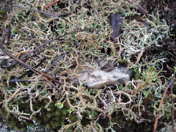 dutohlávka lesná Cladonia arbuscula subsp. arbuscula (Wallr.) Flot.