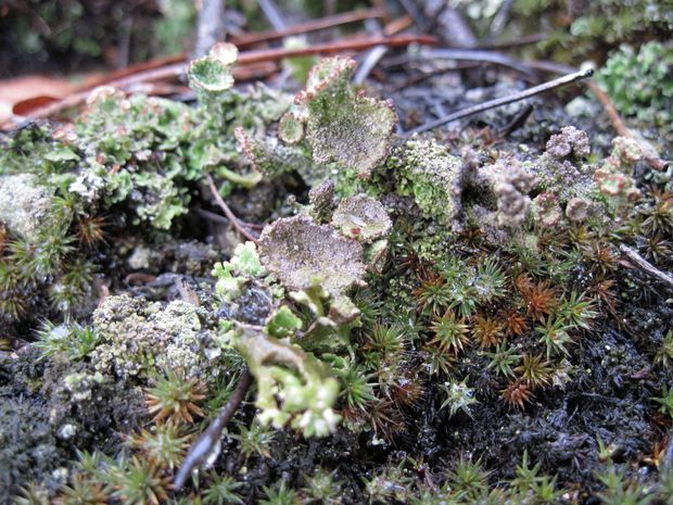 dutohlávka rožkatá Cladonia cervicornis (Ach.) Flot.