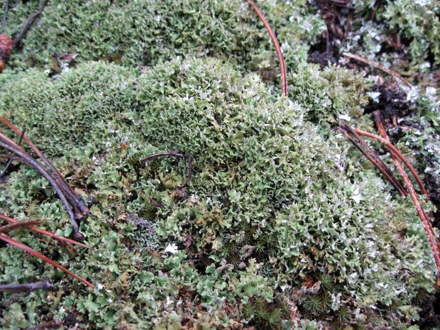 dutohlávka Cladonia strepsilis (Ach.) Grognot