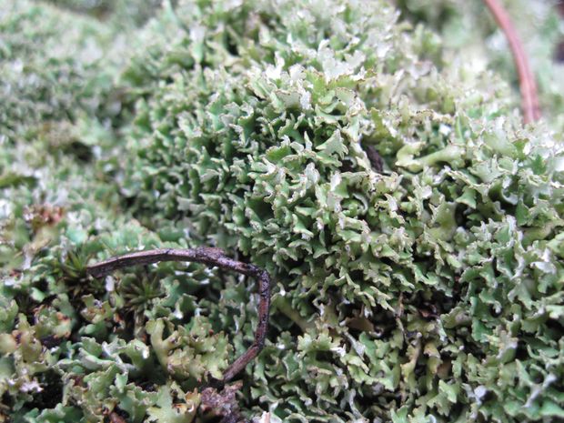 dutohlávka Cladonia strepsilis (Ach.) Grognot