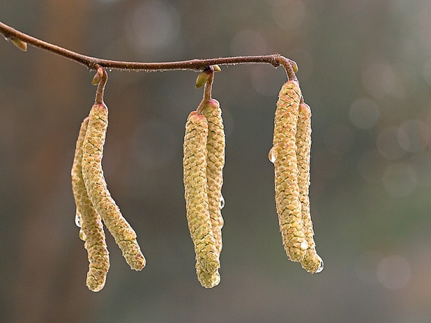 lieska obyčajná Corylus avellana L.