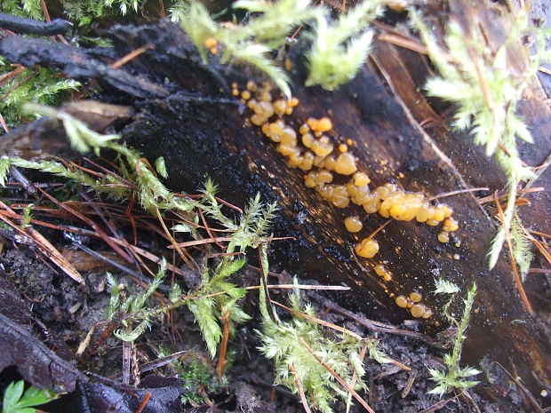 slzovec Dacrymyces sp.