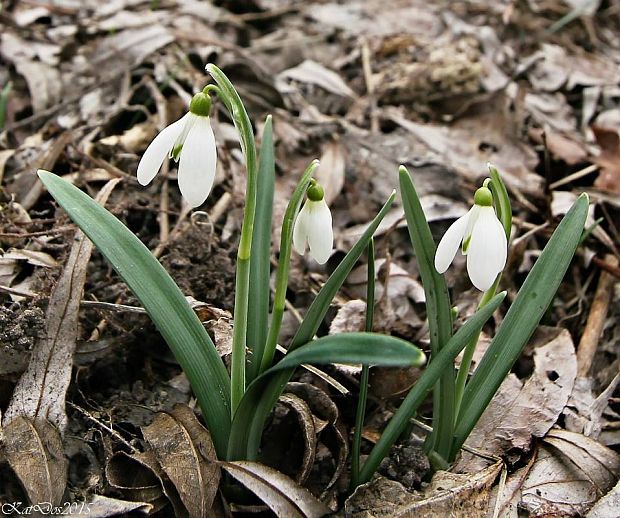 snežienka jarná Galanthus nivalis L.