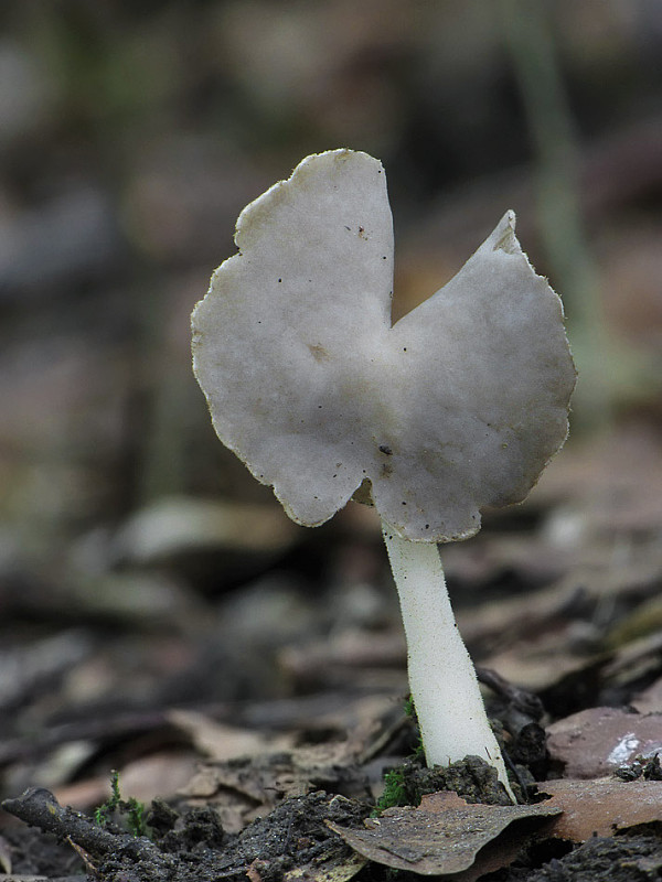 chriapač Helvella sp.