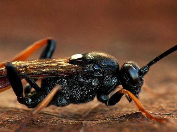 lumok (sk) / lumek (cz) Ichneumon albiger Wesmael, 1844