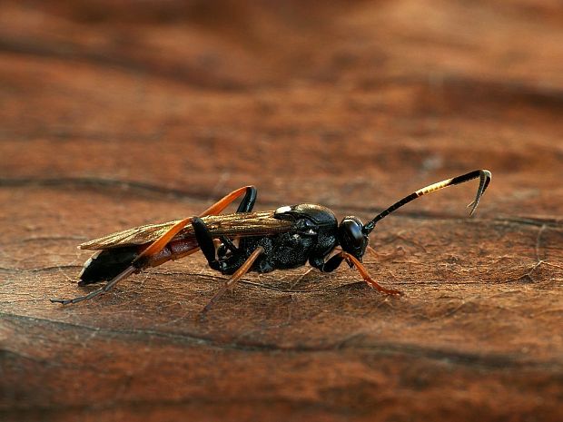 lumok (sk) / lumek (cz) Ichneumon albiger Wesmael, 1844