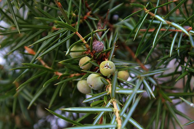 borievka obyčajná Juniperus communis L.