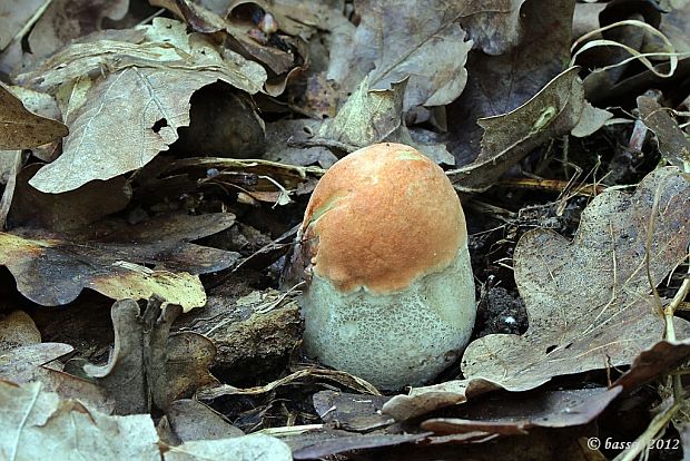 kozák dubový Leccinum aurantiacum (Bull.) Gray