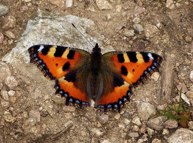 babôčka pŕhľavová (sk) / babočka kopřivová (cz) Aglais urticae Linnaeus, 1758