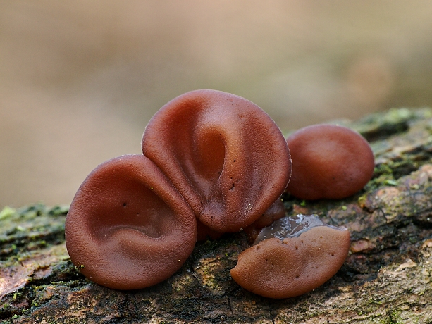 uchovec bazový Auricularia auricula-judae (Bull.) Quél.