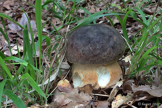 hríb bronzový Boletus aereus Bull. ex Fr.