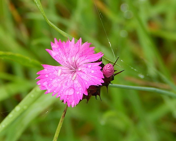 klinček kartuziánsky Dianthus carthusianorum L.