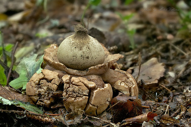 hviezdovka trojitá Geastrum triplex Jungh.