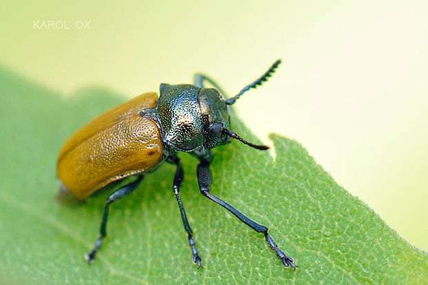 krytohlav Labidostomis longimana