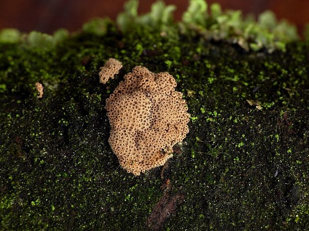 padrobnica Merismodes sp.