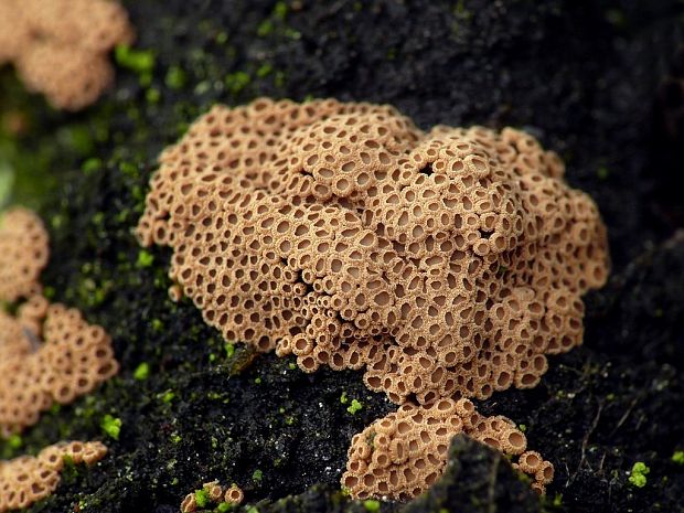 padrobnica Merismodes sp.