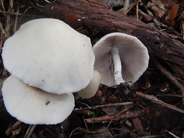 drobuľka Psathyrella pseudocorrugis (Romagn.) Bon