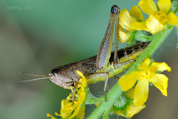 koník  Pseudochorthippus parallelus