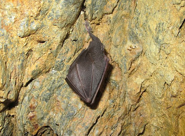 podkovár malý Rhinolophus hipposideros