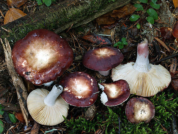 plávka štipľavá Russula badia Quél.