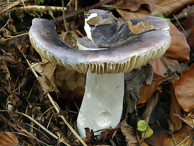 plávka ametystová Russula cf. amethystina Quél.