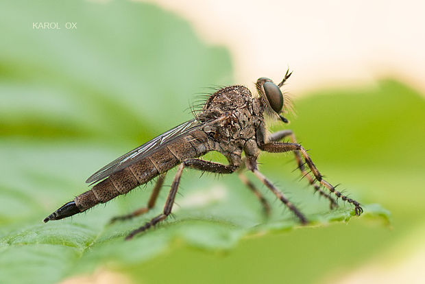 muchárka Tolmerus cingulatus