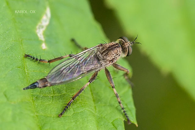 muchárka Tolmerus cingulatus