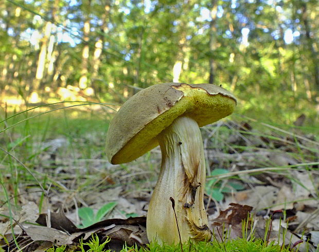 suchohríb plstnatý Xerocomus subtomentosus L.