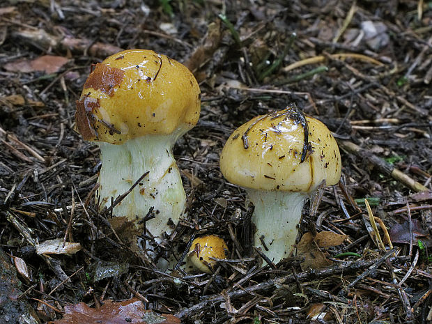 pavučinovec Cortinarius sp.